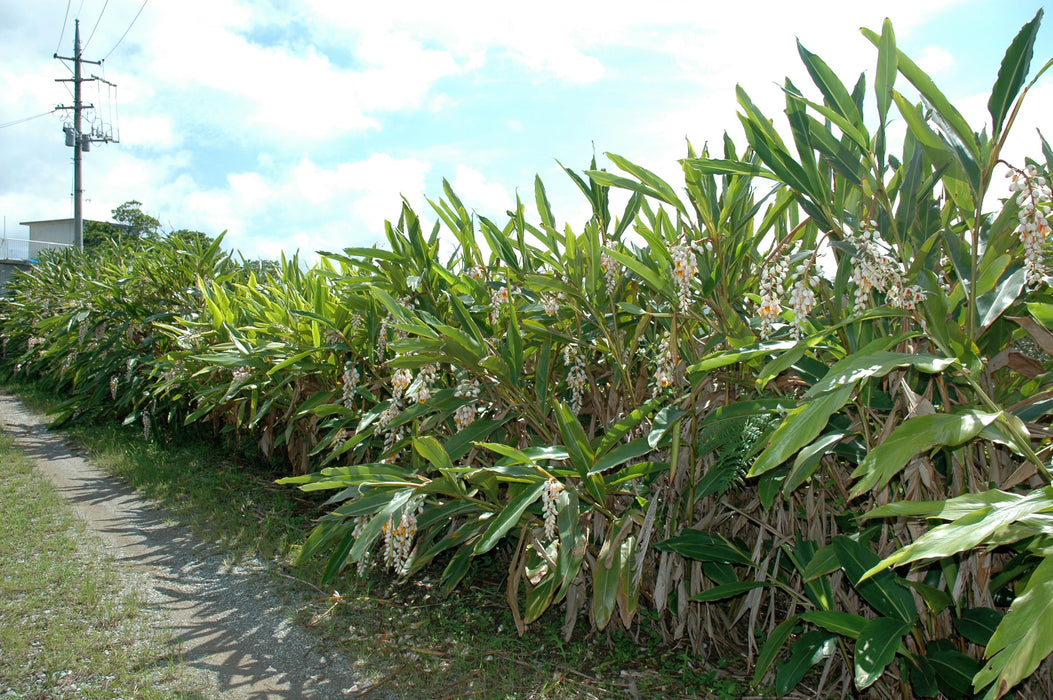 天然オーガニックハーブ A9A 月桃ローション 120mL