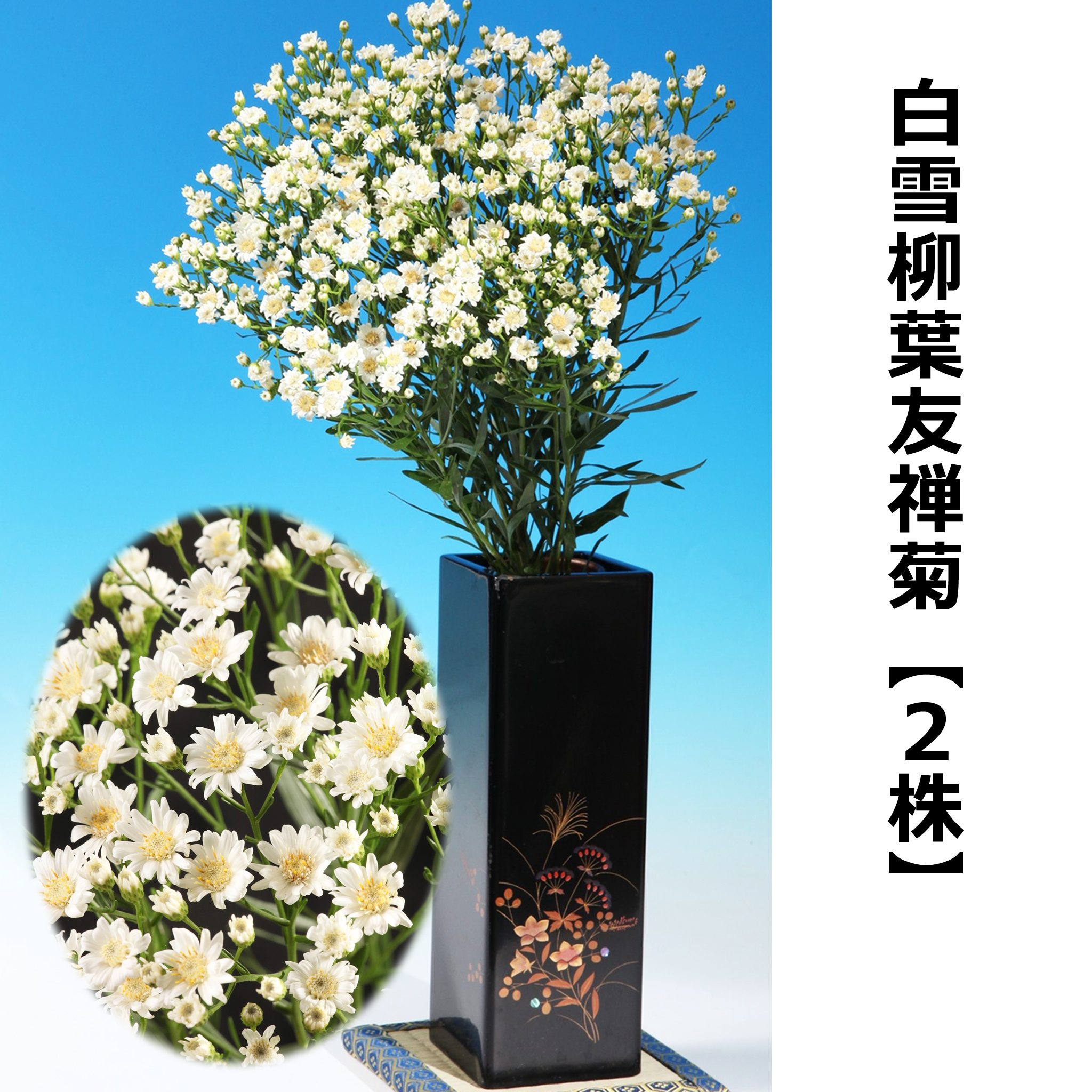 白雪柳葉友禅菊【2株】 – ねこねこ堂