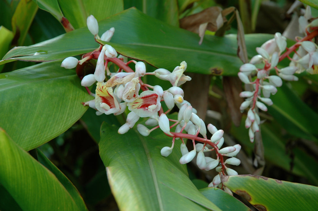 天然オーガニックハーブ A9A 月桃ローション 120mL