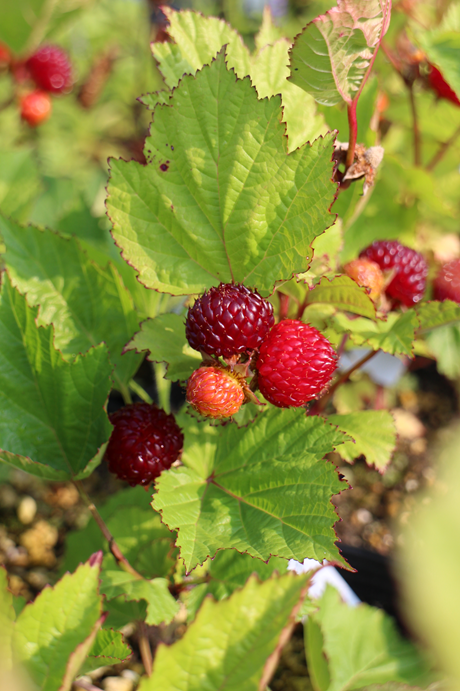 ラズベリー 超大王(ちょうだいおう)【1株】