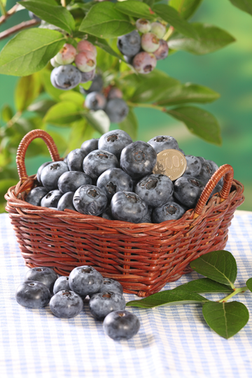 ブルーベリー チャンドラー【1株】