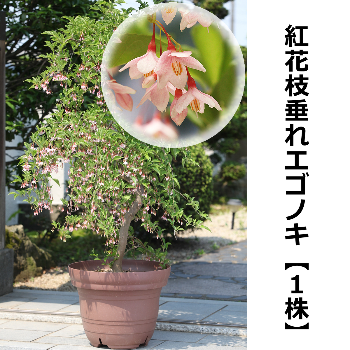 紅花枝垂れエゴノキ【1株】