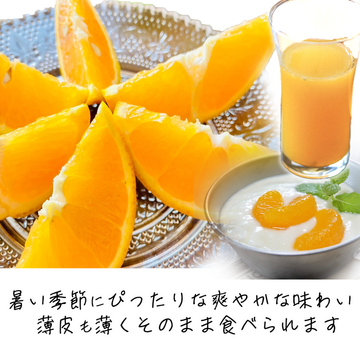 みかんのみっちゃん農園　希少国産バレンシアオレンジ【和歌山産８月限定】
