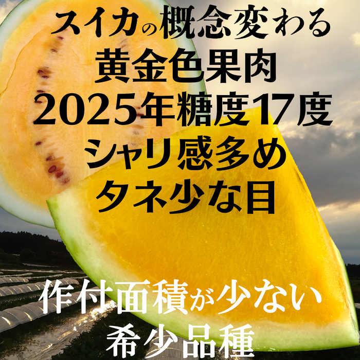 凄く甘い黄色いスイカ「金色羅皇」　超大玉サイズ