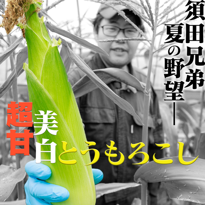 北海道 須田農場 ホワイトコーン「雪の妖精」