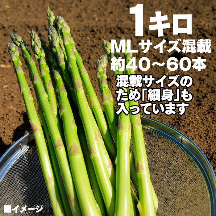 北海道 須田農場 アスパラガス