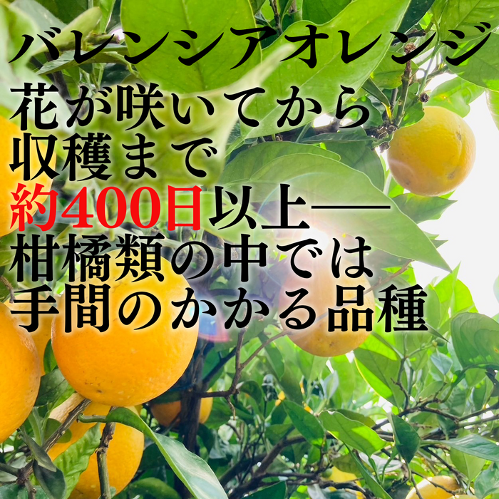みかんのみっちゃん農園　希少国産バレンシアオレンジ【和歌山産８月限定】