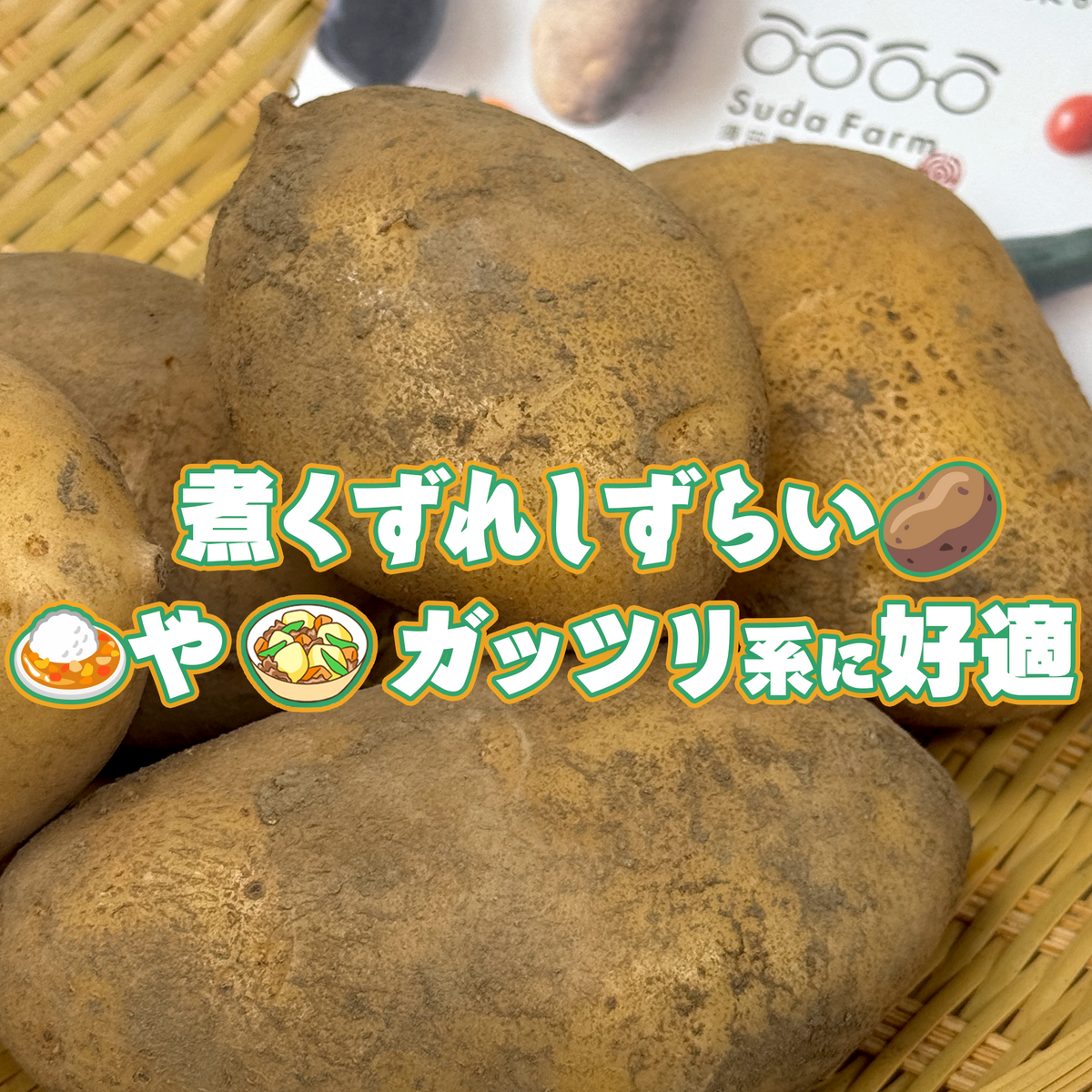 北海道　須田農場 ホッカイコガネ