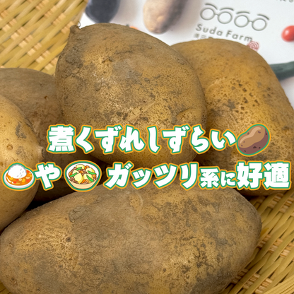 北海道　須田農場 ホッカイコガネ