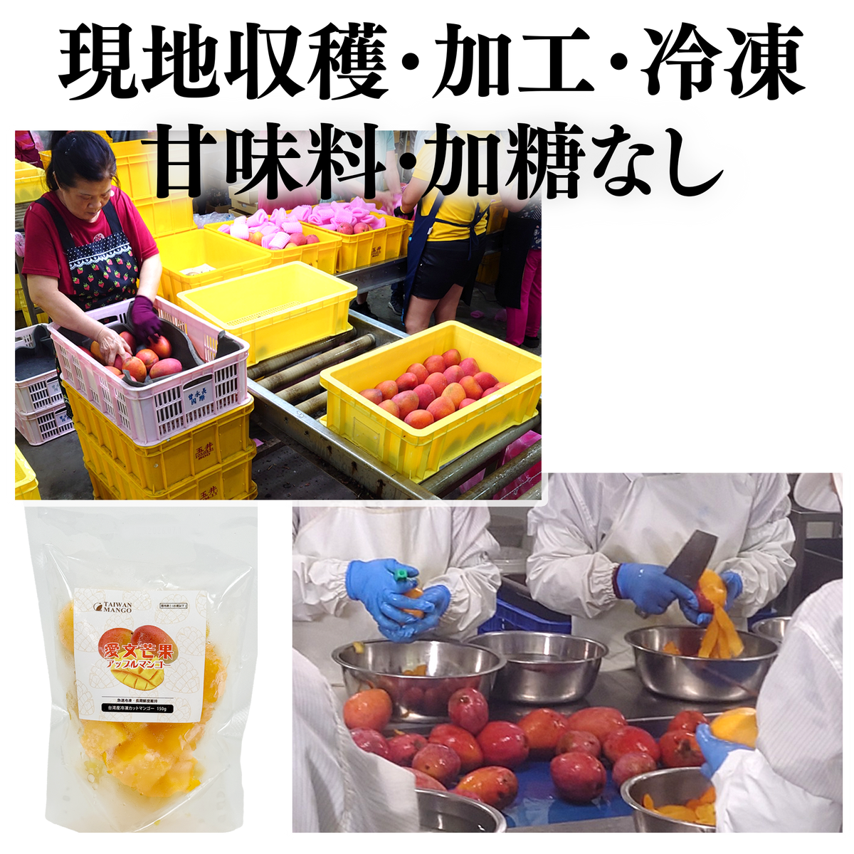 台湾産冷凍カットマンゴ－150g×5袋【750g】／1キロ×1袋／1キロ×10袋