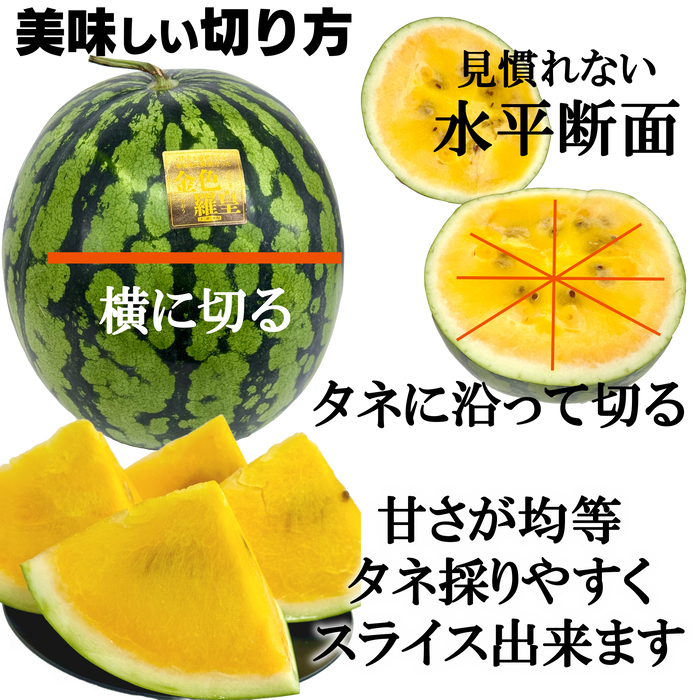 凄く甘い黄色いスイカ「金色羅皇」　超大玉サイズ