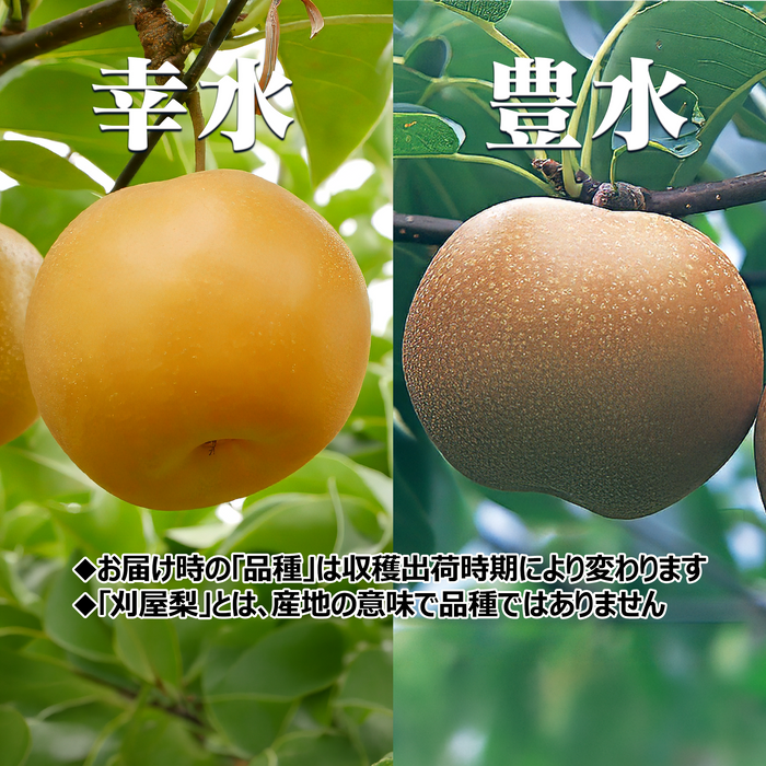 刈屋梨 大玉セット【山形】