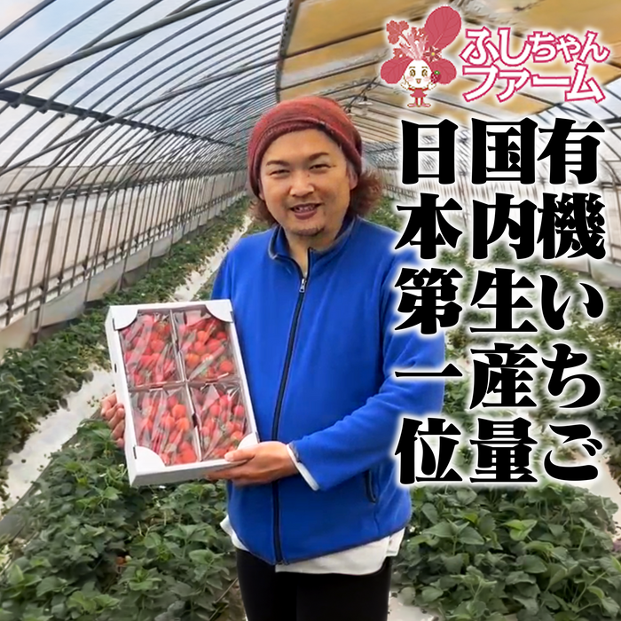 有機いちご「恋みのり」不揃い2kg｜有機いちご生産量日本一の農場から
