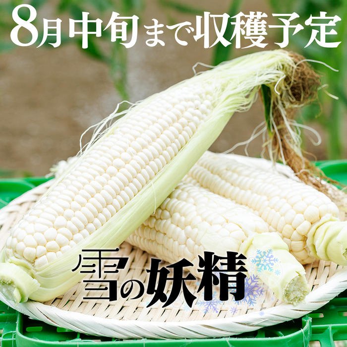 北海道 須田農場 ホワイトコーン「雪の妖精」