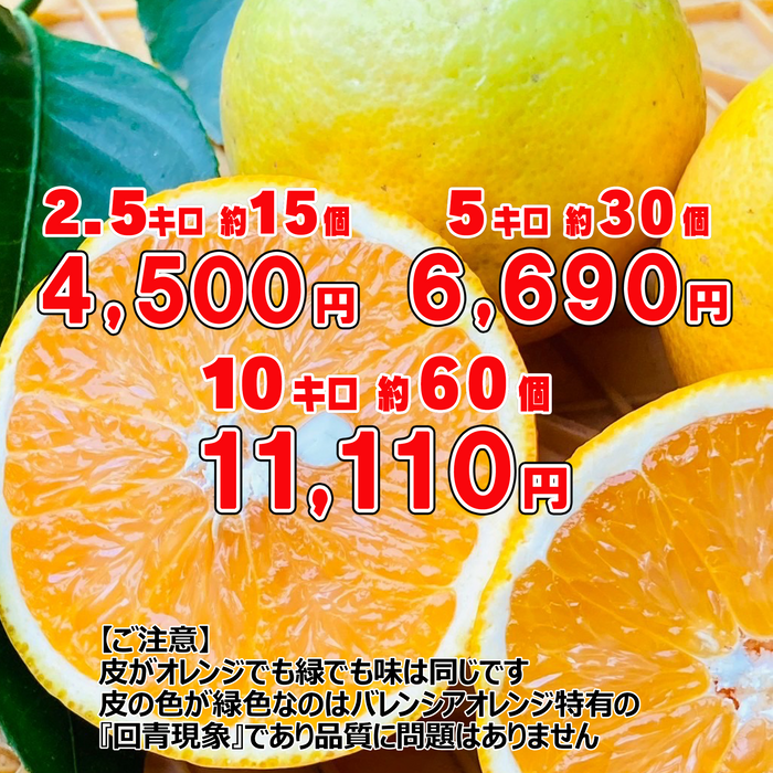 みかんのみっちゃん農園　希少国産バレンシアオレンジ【和歌山産８月限定】