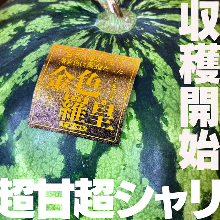 凄く甘い黄色いスイカ「金色羅皇」　超大玉サイズ