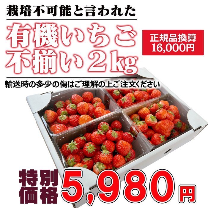 有機いちご「恋みのり」不揃い2kg｜有機いちご生産量日本一の農場から