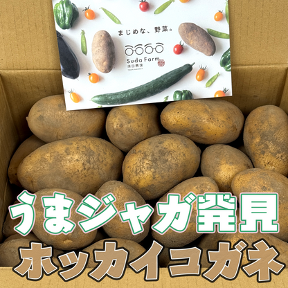 北海道　須田農場 ホッカイコガネ