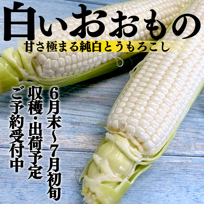 白いおおもの【糖度20度希少とうもろこし】