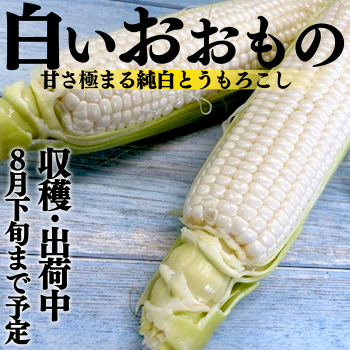 白いおおもの【糖度20度希少とうもろこし】