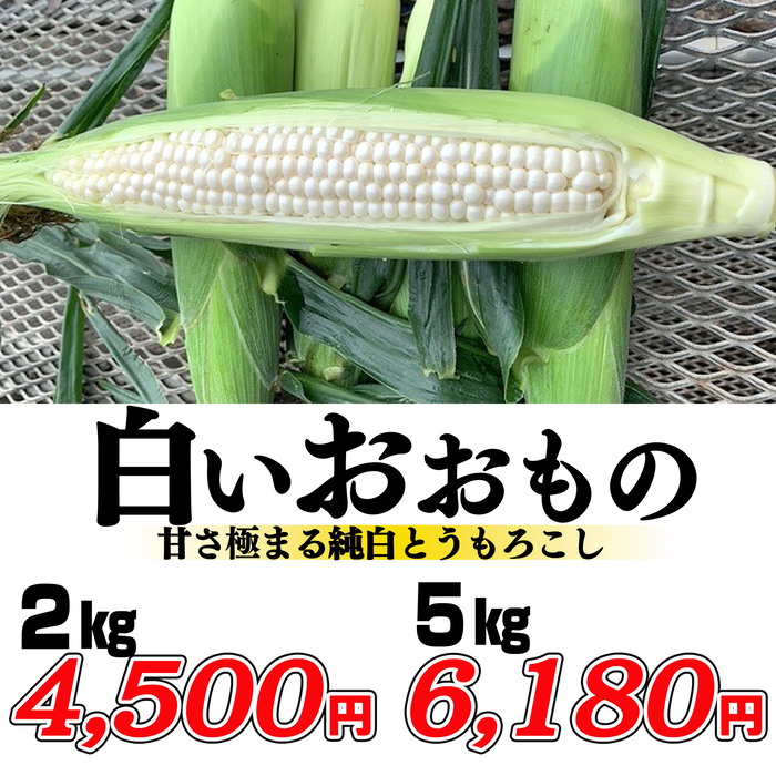 白いおおもの【糖度20度希少とうもろこし】