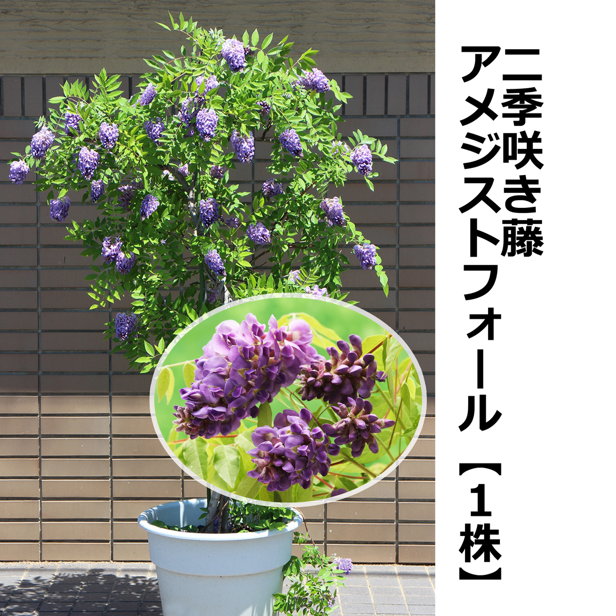 二季咲き藤 アメジストフォール【1株】 — ねこねこ堂