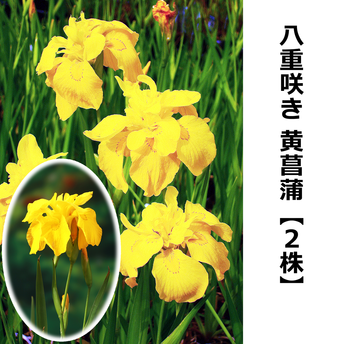八重咲き黄菖蒲【2株】