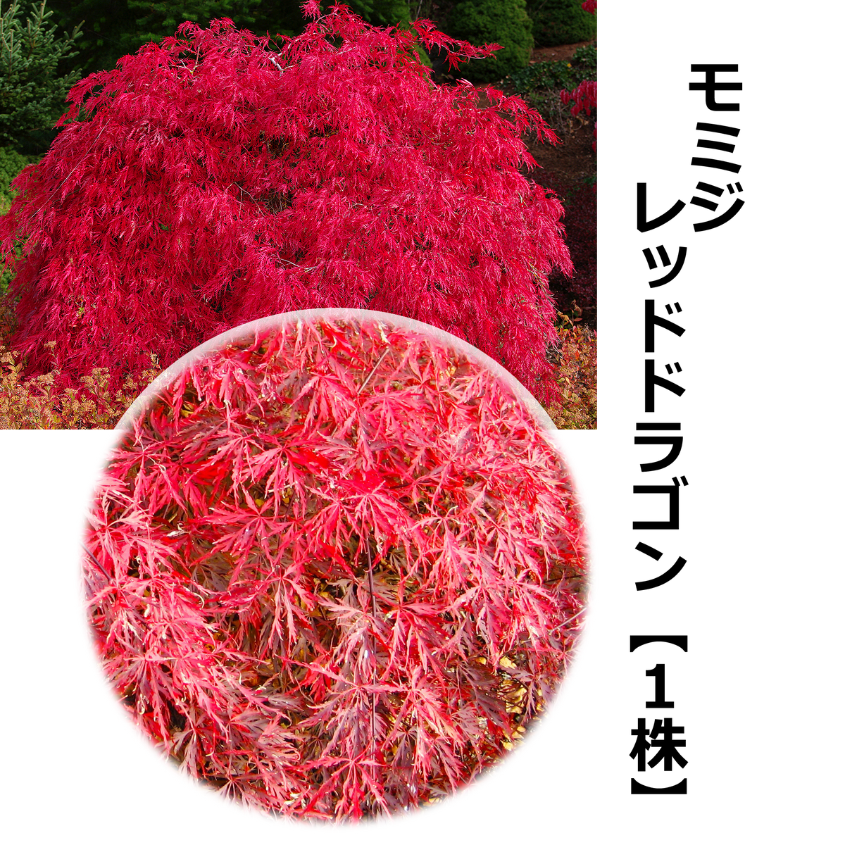 5535562ae87d26c3fbe3ea9685bf7f