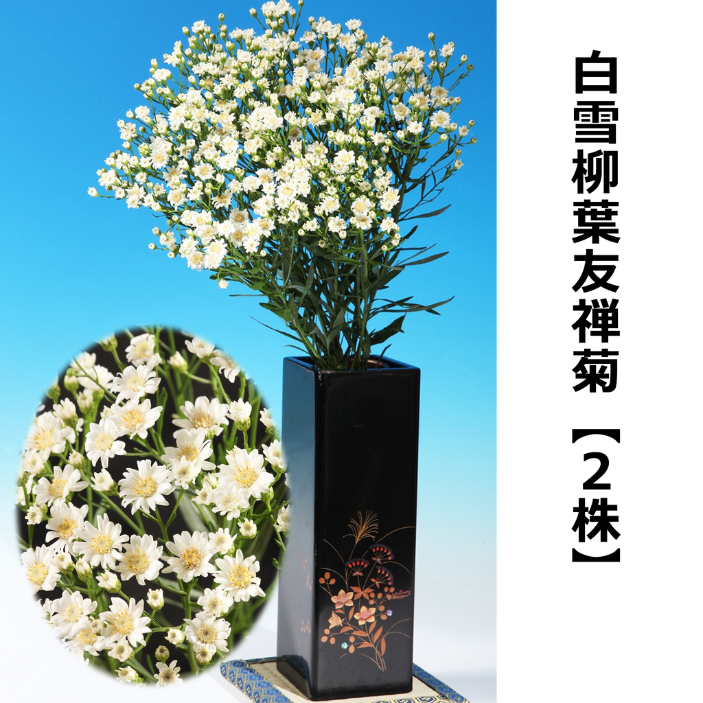 白雪柳葉友禅菊【2株】 — ねこねこ堂 白雪柳葉友禅菊【2株】 — ねこねこ堂