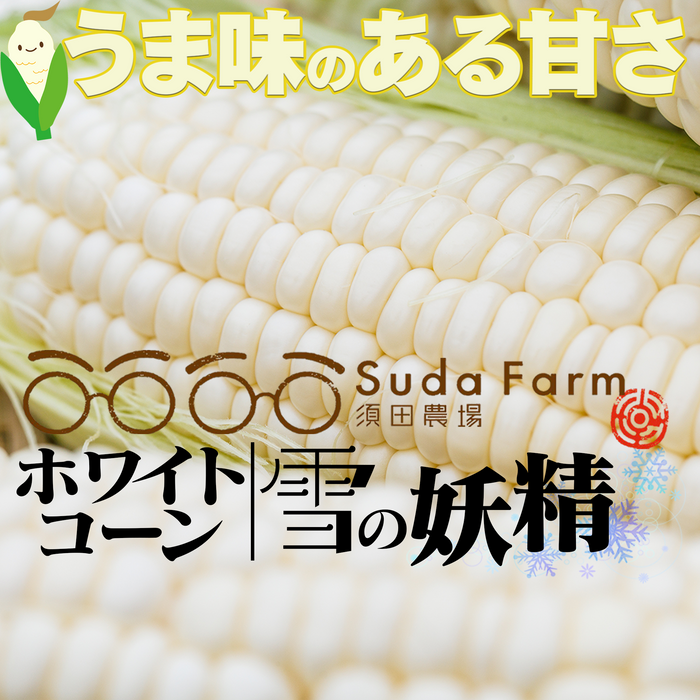 北海道 須田農場 ホワイトコーン「雪の妖精」