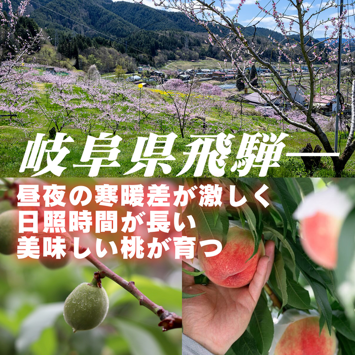 硬い桃 シーエックス【希少品種 】