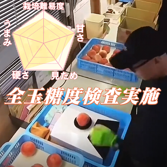 硬い桃 シーエックス【希少品種 】