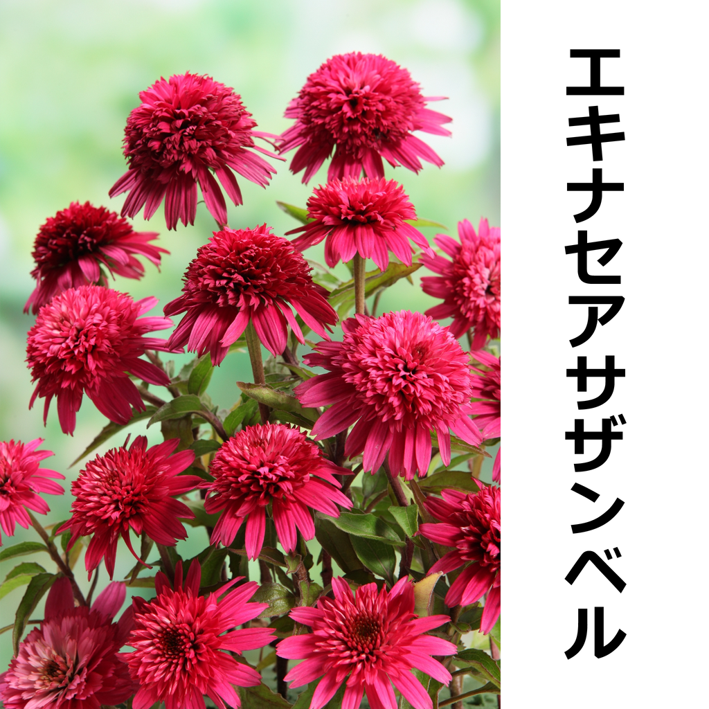 エキナセア サザンベル【2株】 — ねこねこ堂