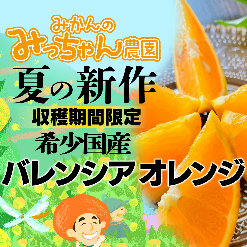 希少国産バレンシアオレンジ みかんのみっちゃん農園 【和歌山産】｜年