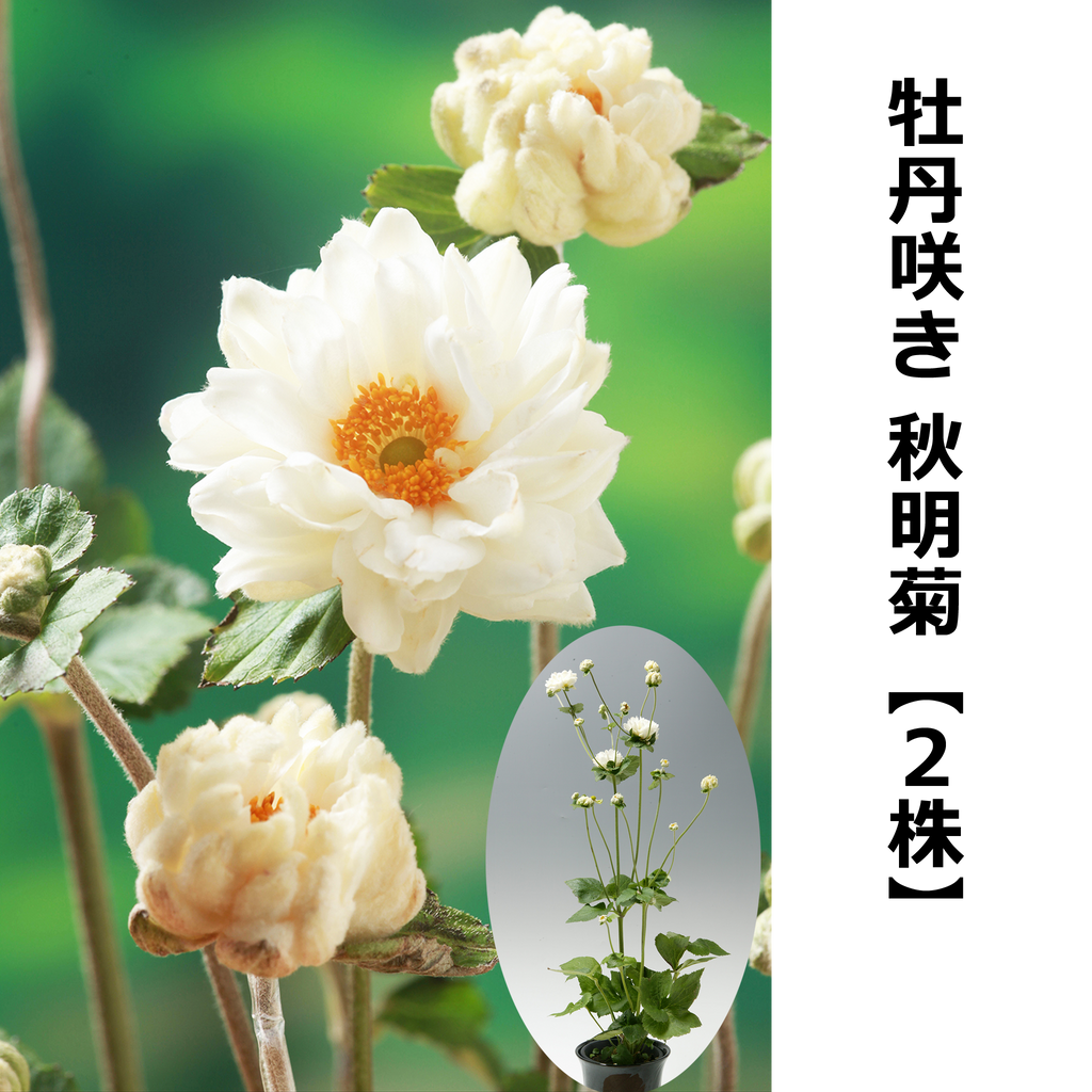 【中古】 四季のつけもの７０種/金園社/秋葉清 希少品・興樂園製・希少品・興樂園製・40年前の作品【龍山作・浪