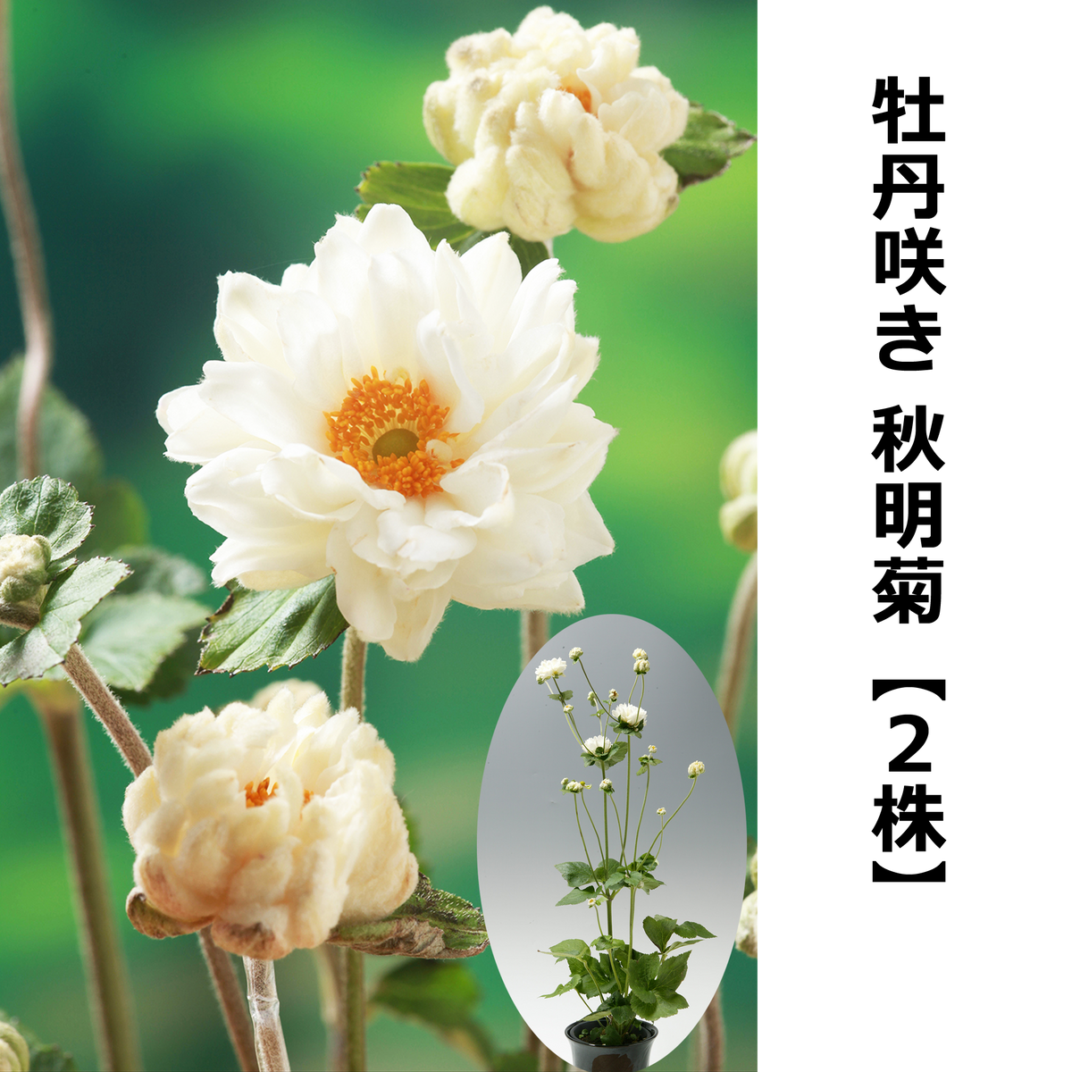 秋明菊苗 b38f588eef2c2c2edd1918de90f659