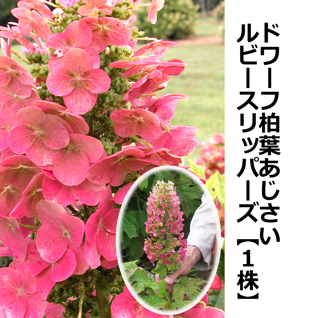 あかねこのは ウォールフラワー29 ドワーフ柏葉あじさい ルビースリッパーズ【1株】 — ねこねこ堂