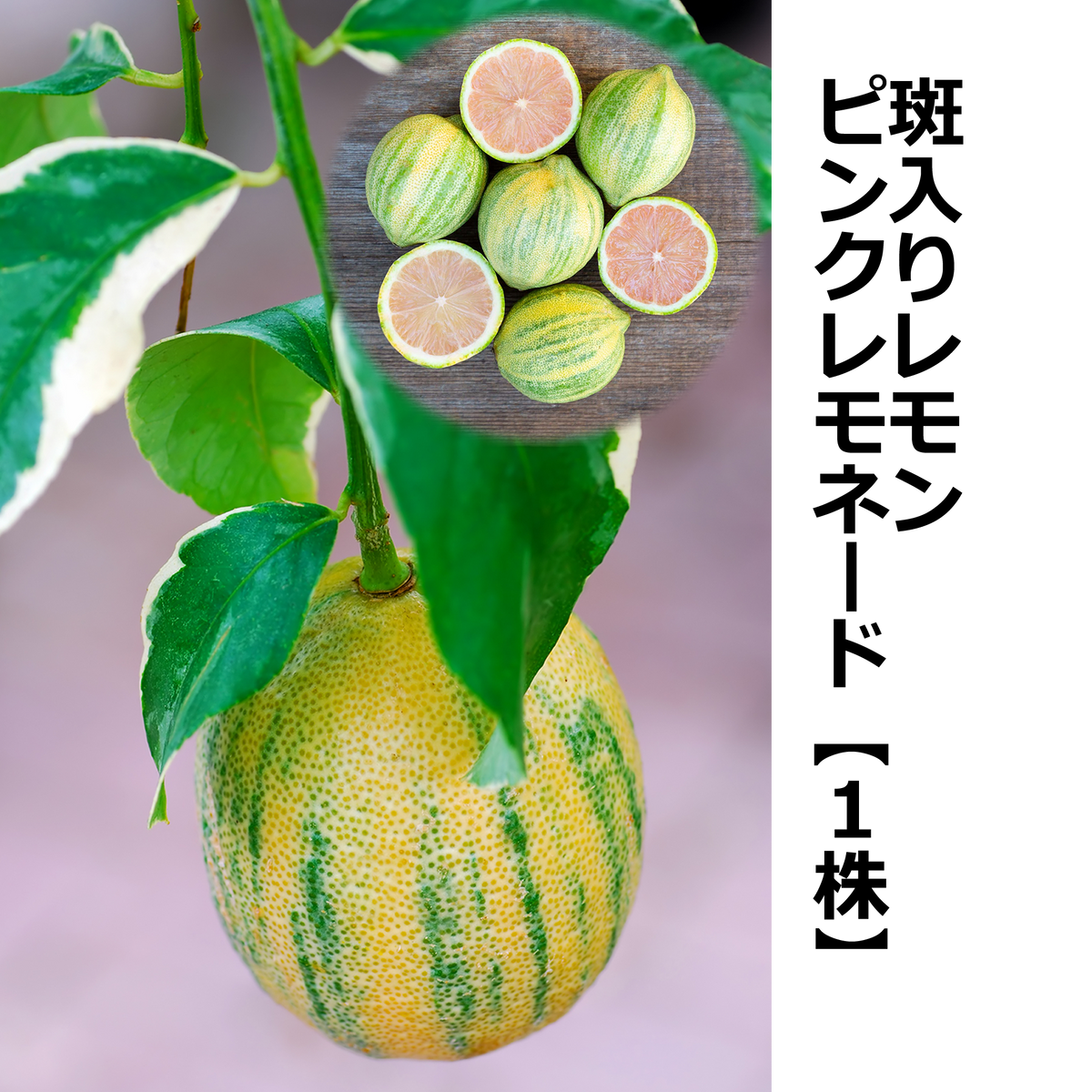 現品 レモン ピンクレモネード 斑入りレモン ピンクレモネード【1株】 — ねこねこ堂