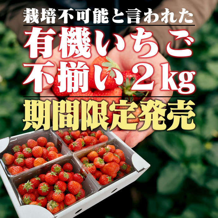 有機いちご「恋みのり」不揃い2kg｜有機いちご生産量日本一の農場から