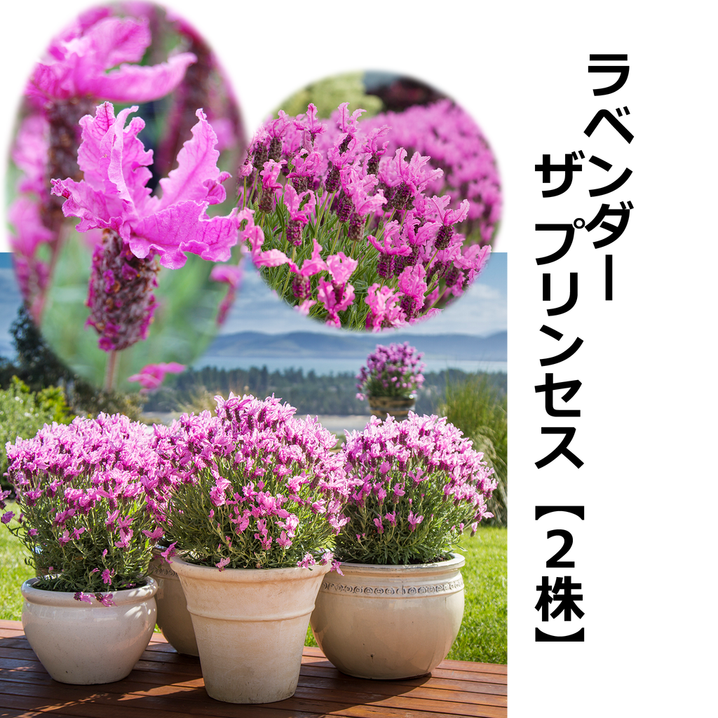 ラベンダー ザ プリンセス【2株】 — ねこねこ堂