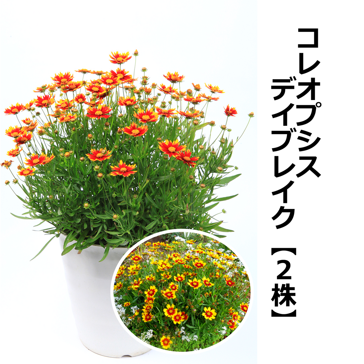 コレオプシス 黄色 10株 まとめ購入希望の方どうぞ♪ コレオプシス コレオプシス 黄色 10株 まとめ購入希望の方どうぞ♪ コレオプシス